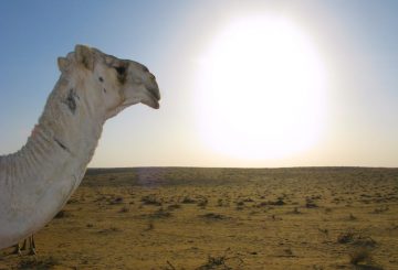 Employment Outlook: Saudi Arabia