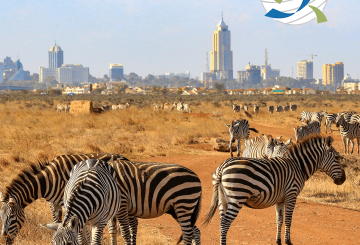 What You Need to Know Before You Go: Kenya